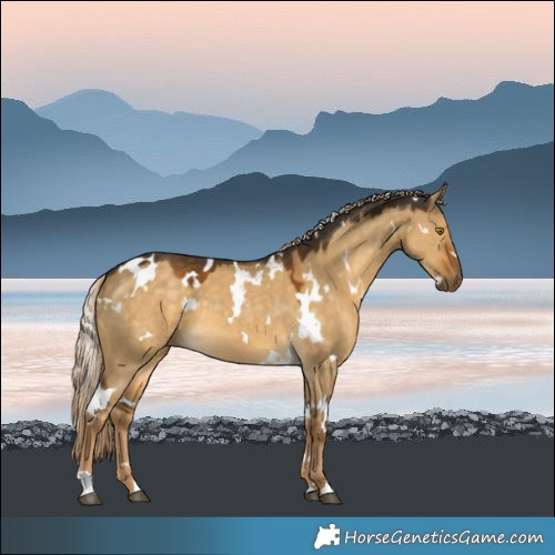 Horse Color:White Spotted Chocolate Palomino Dun 