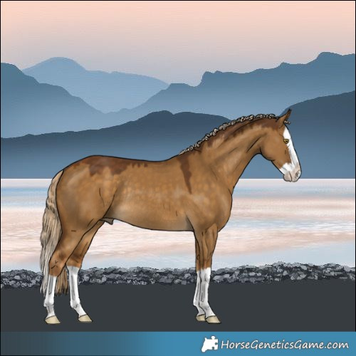 Horse Color:Chocolate Palomino Dun Splash Rabicano