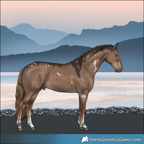 Horse Color:White Spotted Liver Red Dun Sabino Rabicano