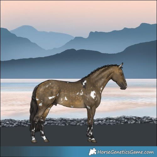 Horse Color:White Spotted Buckskin Dun
