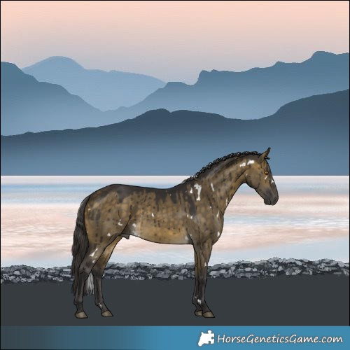 Horse Color:White Spotted Buckskin Dun Brindle 
