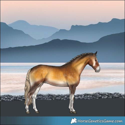 Horse Color:Chocolate Palomino Onyx Rabicano 