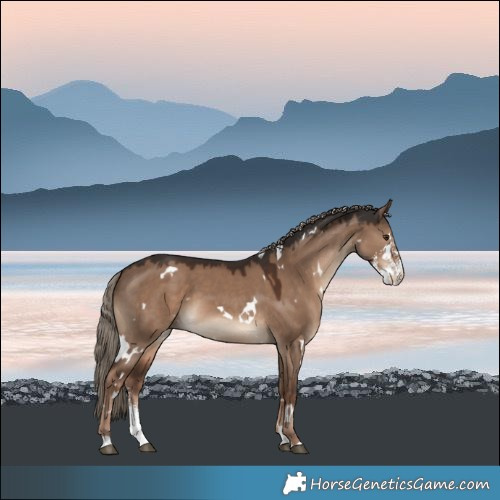 Horse Color:White Spotted Liver Red Dun Sabino 
