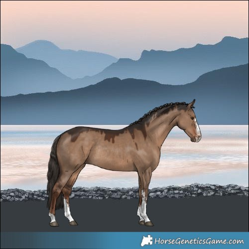 Horse Color:Liver Red Dun Sabino Rabicano 