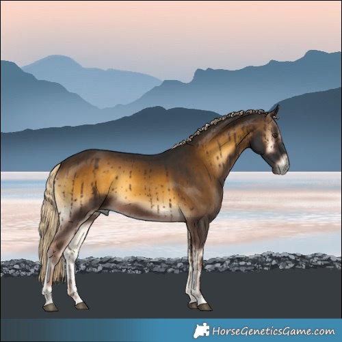 Horse Color:Chocolate Palomino Onyx Rabicano 