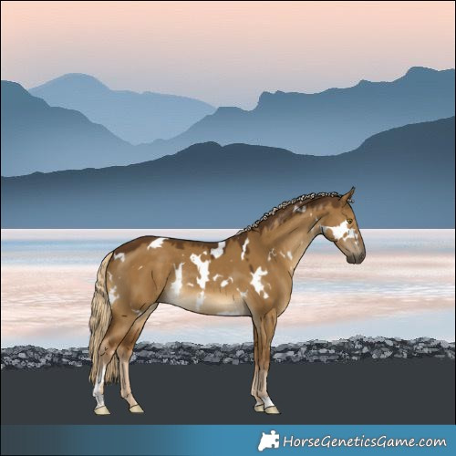 Horse Color:White Spotted Chocolate Palomino Dun Rabicano 