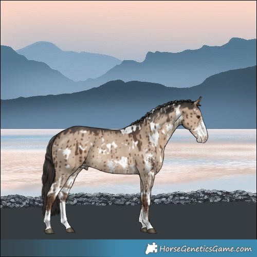 Horse Color:White Spotted Liver Red Dun Sabino Rabicano Brindle
