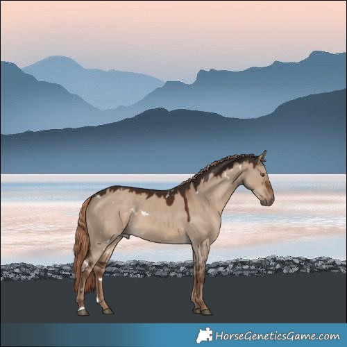 Horse Color:White Spotted Liver Red Dun 