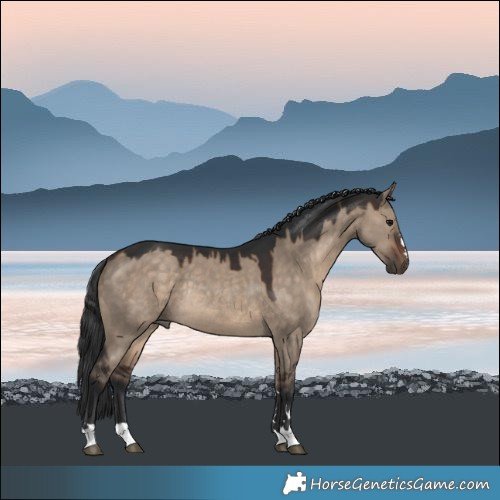 Horse Color:Brown Dun Rabicano