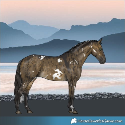 Horse Color:White Spotted Buckskin Dun Brindle 