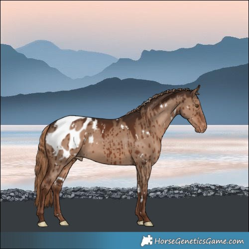 Horse Color:White Spotted Liver Red Dun Blanket Brindle