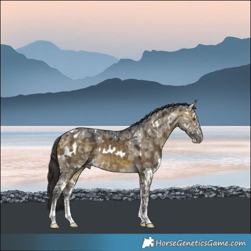 Horse Color:White Spotted Buckskin Ice Dun Sabino Rabicano 