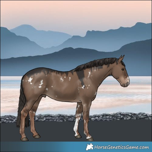 Horse Color:White Spotted Liver Red Dun Sabino Rabicano 