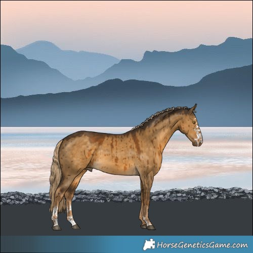 Horse Color:Chocolate Palomino Dun Sabino Rabicano Brindle