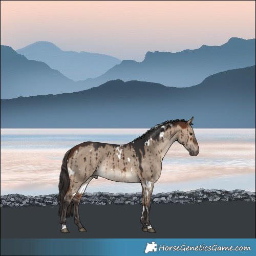 Horse Color:White Spotted Bay Dun Rabicano Brindle
