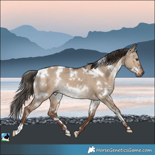 Horse Color:White Spotted Liver Red Dun 