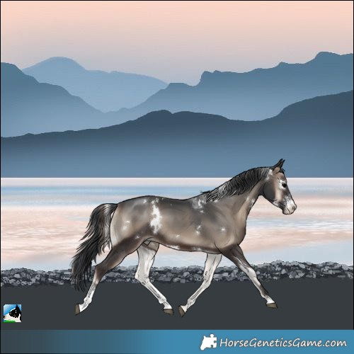 Horse Color:White Spotted Blue Onyx Sabino Rabicano