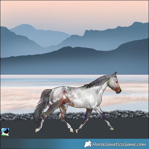 Horse Color:Nacre White Spotted Liver Chestnut Rabicano 