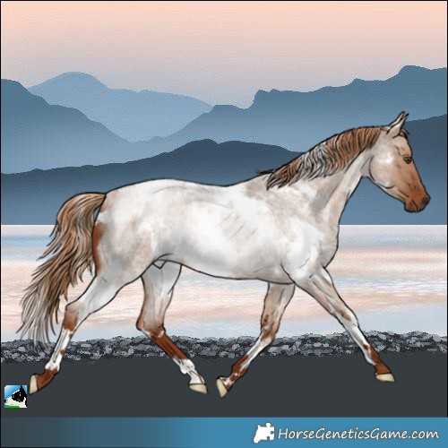 Horse Color:White Spotted Red Dun Roan Rabicano