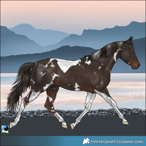 Horse Color:White Spotted Liver Chestnut Tobiano Rabicano