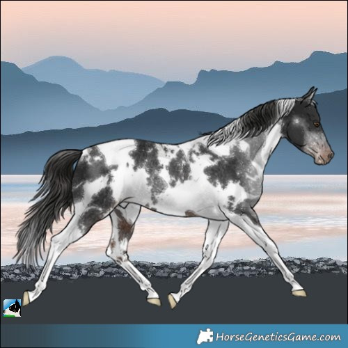 Horse Color:White Spotted Liver Chestnut Tobiano Rabicano 