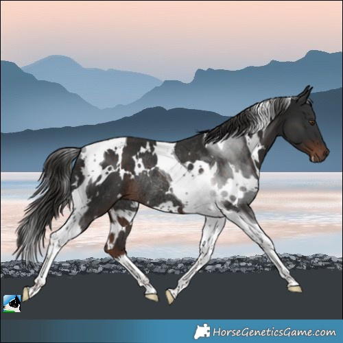 Horse Color:White Spotted Liver Chestnut Tobiano Rabicano 