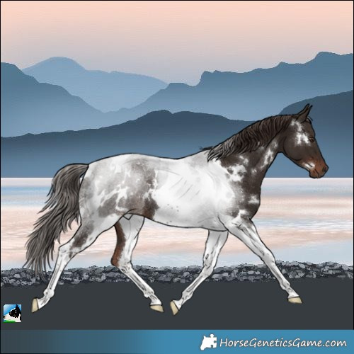 Horse Color:White Spotted Liver Chestnut Tobiano Rabicano