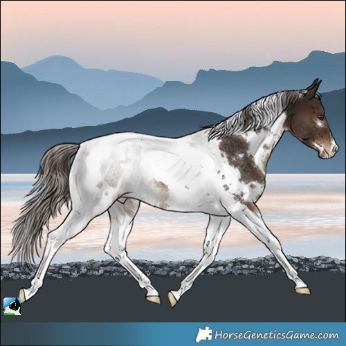Horse Color:White Spotted Liver Chestnut Tobiano Rabicano 