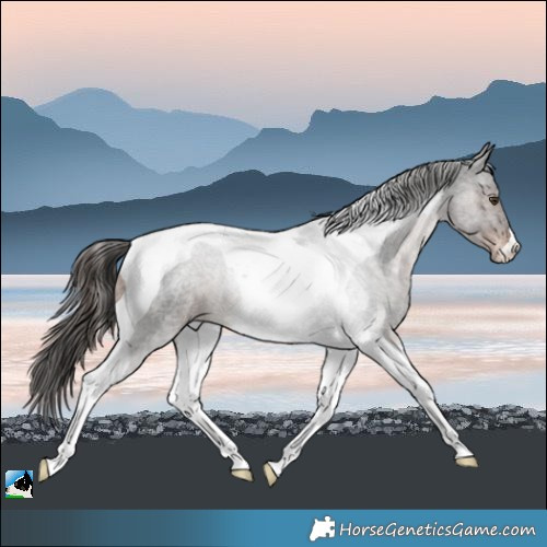 Horse Color:Liver Red Roan Tobiano Rabicano