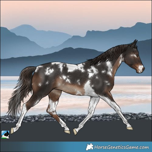 Horse Color:White Spotted Liver Chestnut Tobiano Rabicano 