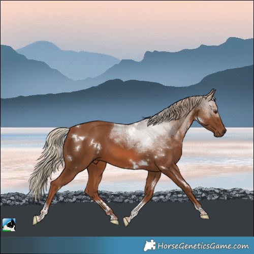 Horse Color:White Spotted Chestnut Tobiano Rabicano 