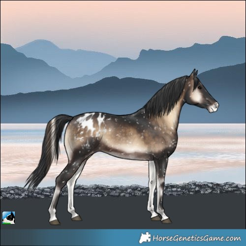 Horse Color:Brown Onyx Sabino Blanket Rabicano
