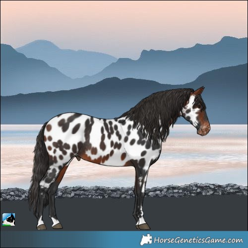 Horse Color:Bay Near Leopard Rabicano 