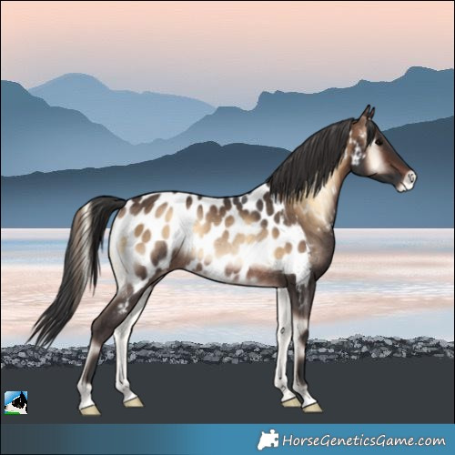 Horse Color:Brown Onyx Near Leopard Rabicano