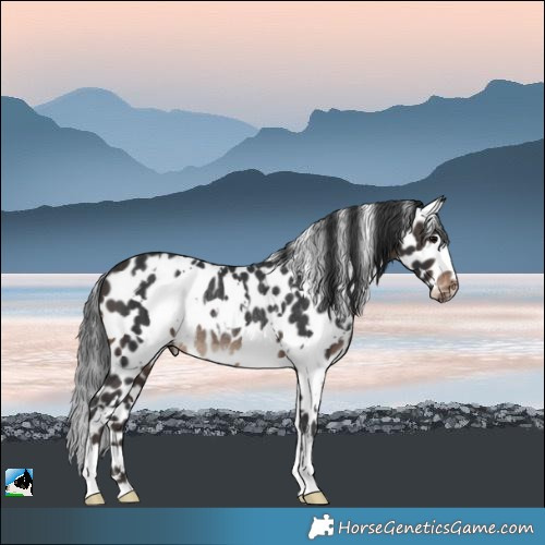Horse Color:White Spotted Brown Leopard Rabicano