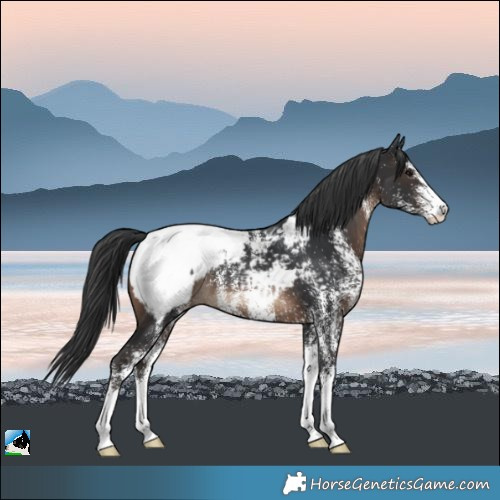 Horse Color:White Spotted Brown Appaloosa Rabicano 