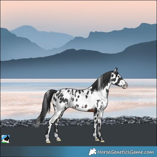 Horse Color:White Spotted Brown Appaloosa Rabicano 