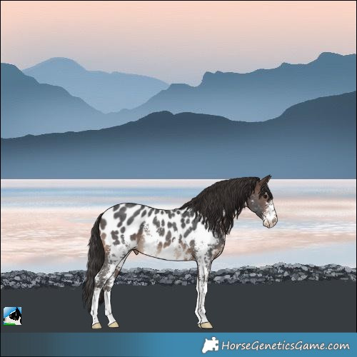 Horse Color:Brown Sabino Near Leopard Rabicano