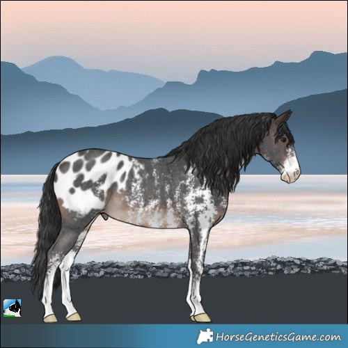 Horse Color:Brown Sabino Blanket Rabicano 