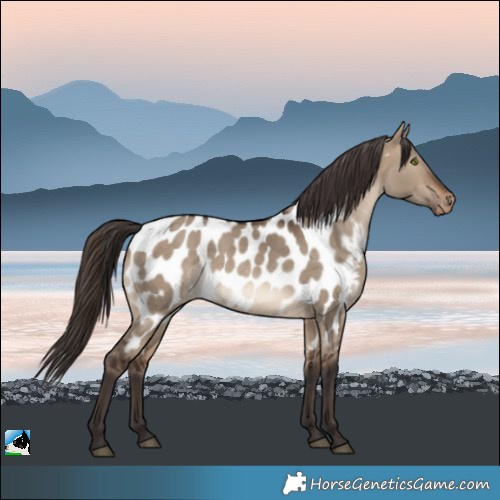 Horse Color:Brown Dun Appaloosa Rabicano