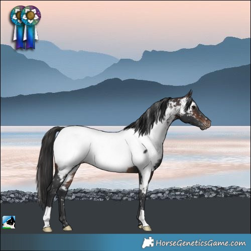 Horse Color:Brown Appaloosa Rabicano