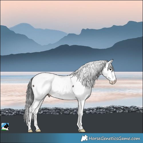 Horse Color:Brown Appaloosa Rabicano 