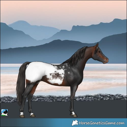 Horse Color:Bay Appaloosa Rabicano