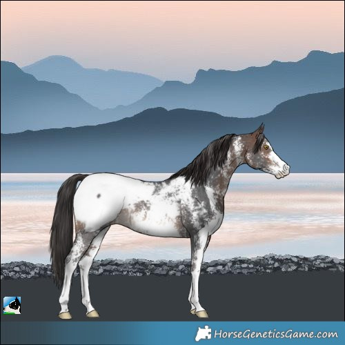 Horse Color:Brown Sabino Appaloosa Rabicano 
