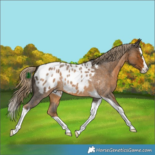 Horse Color:Chocolate Palomino Roan Splash Tobiano Appaloosa