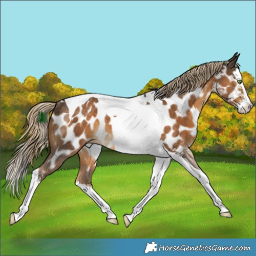 Horse Color:Chocolate Palomino Sabino Splash Tobiano Appaloosa Rabicano 