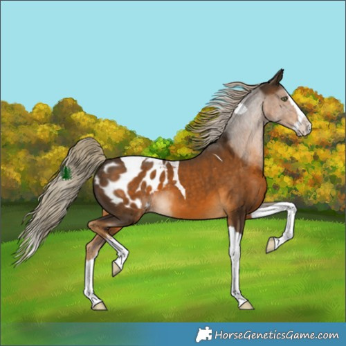Horse Color:White Spotted Chocolate Palomino Splash Tobiano Appaloosa 