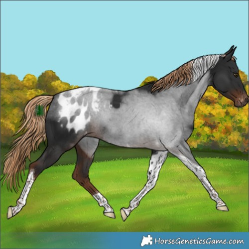Horse Color:Gray Liver Chestnut Tobiano Appaloosa 