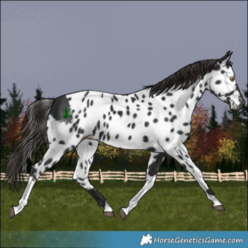 Horse Color:Gray White Spotted Liver Chestnut Tobiano Skewed Appaloosa 