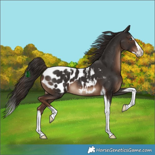 Horse Color:Liver Chestnut Splash Tobiano Appaloosa